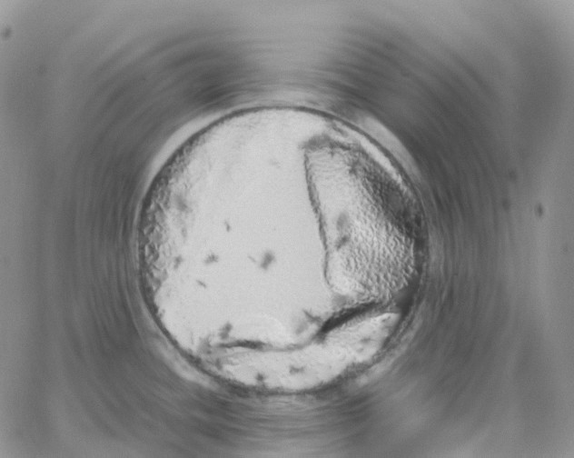 X0000062931436200602031936