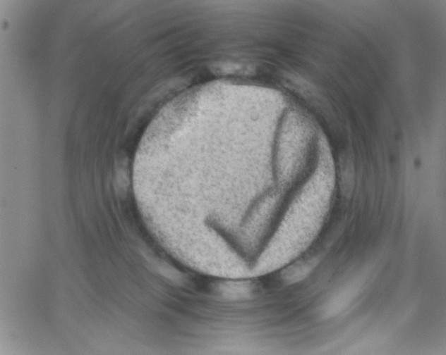 X0000062930085200602101932