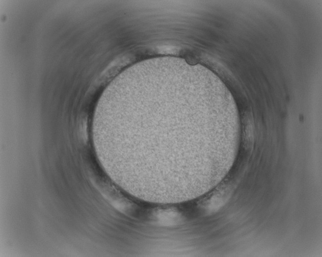 X0000062930262200602101929