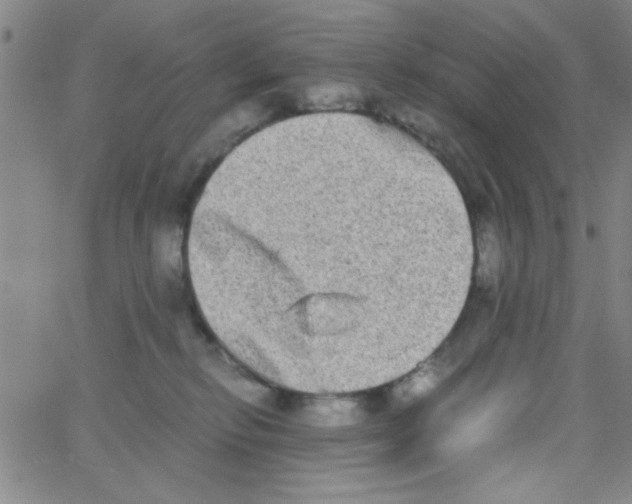 X0000062930278200602101929