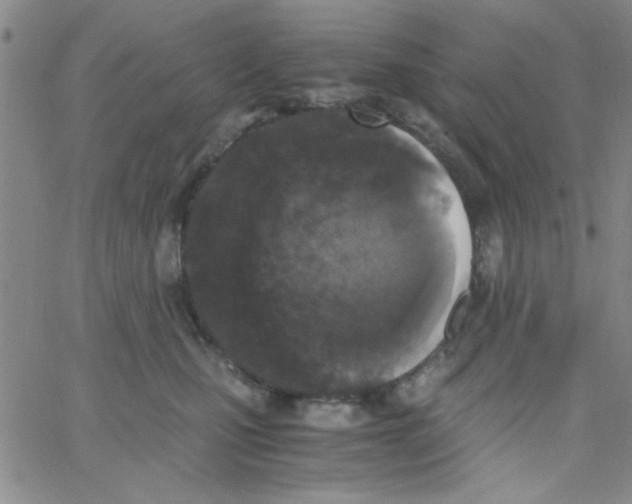 X0000062930471200602101926