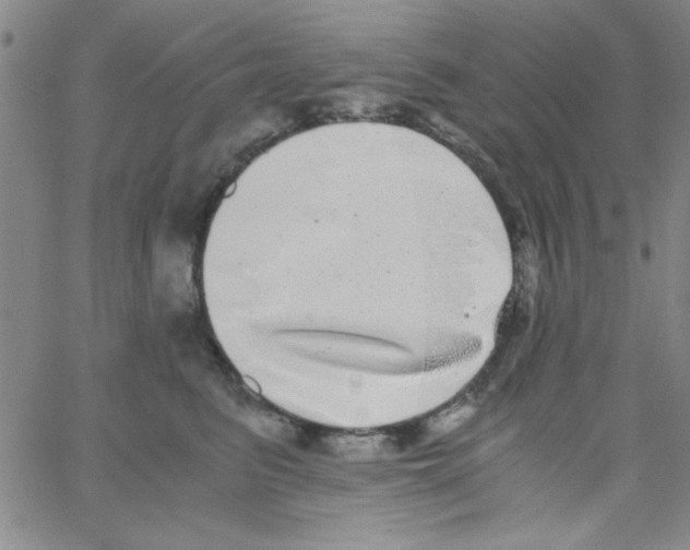 X0000062930615200602101923