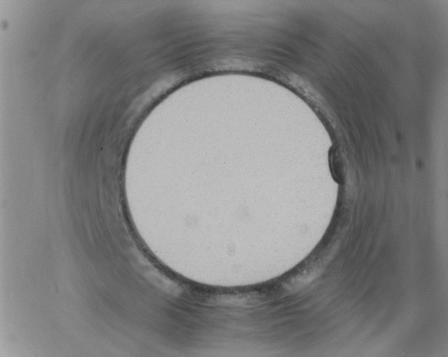 X0000062930625200602101923