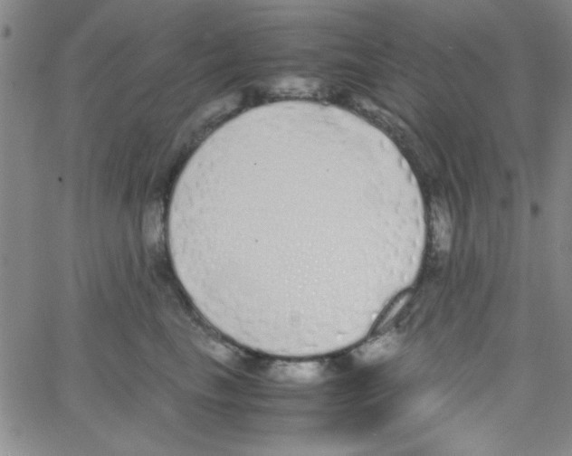 X0000062930665200602101923