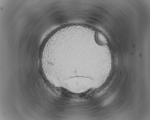 X0000062931117200602101915