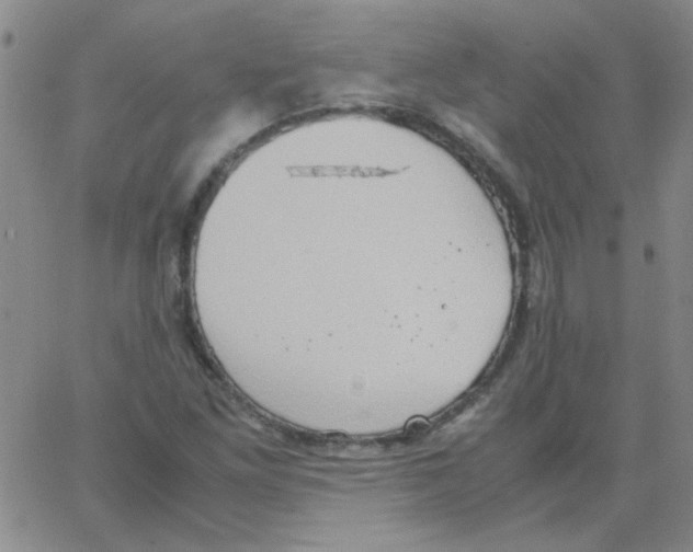 X0000062931261200602101913