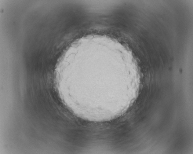 X0000062931397200602101910