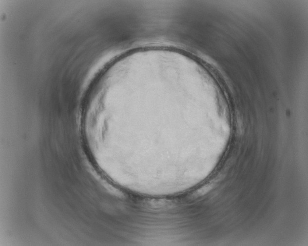 X0000062931416200602101910