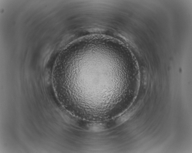 X0000063440273200601201202
