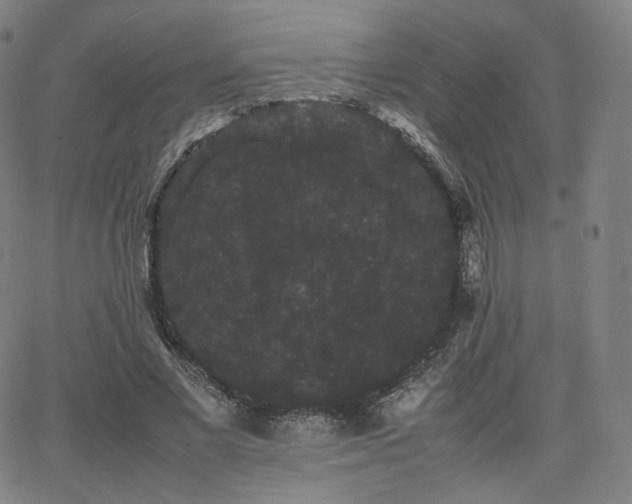 X0000063440685200601201155