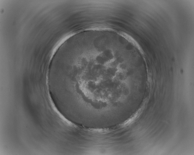 X0000063440855200601201153