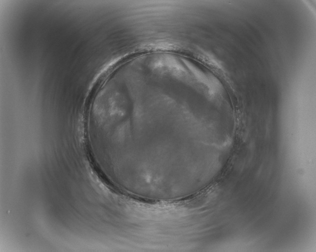 X0000063440012200601231338