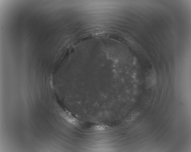 X0000063440654200601231327