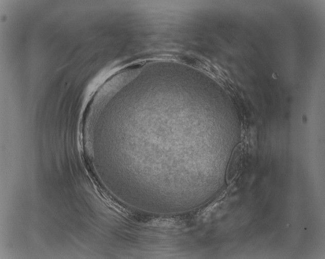 X0000063440294200601271521