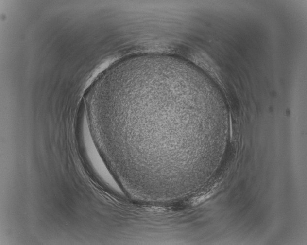 X0000063440483200601271518