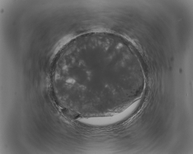 X0000063441263200601271505