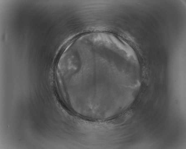 X0000063440012200602031753