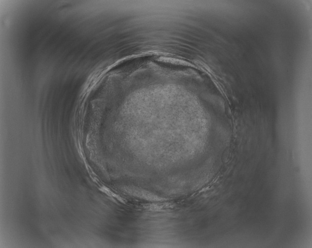 X0000063440241200602031748