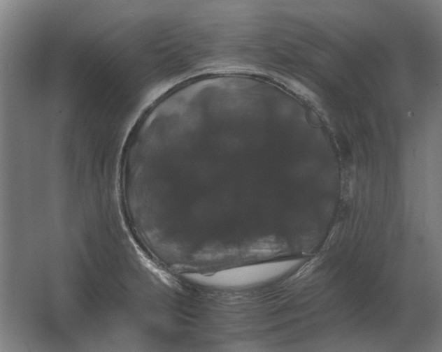X0000063441231200602031733