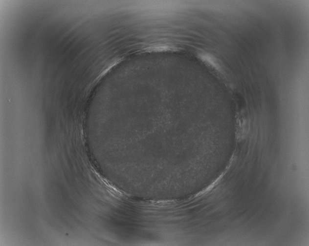 X0000063441305200602031731