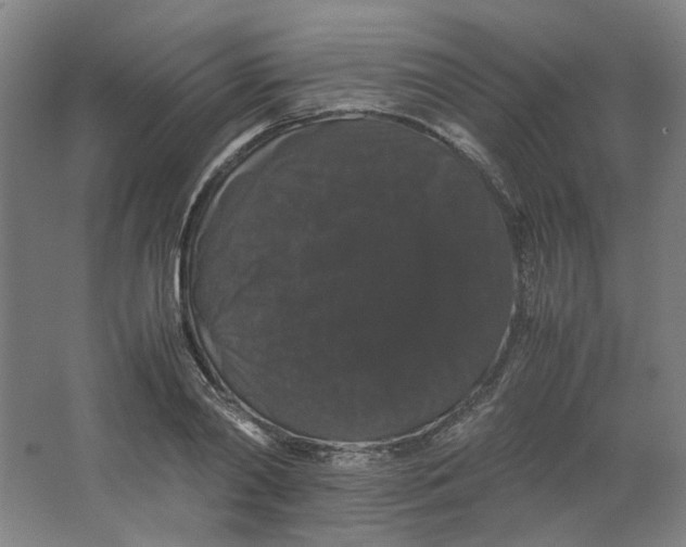 X0000063440790200602101621
