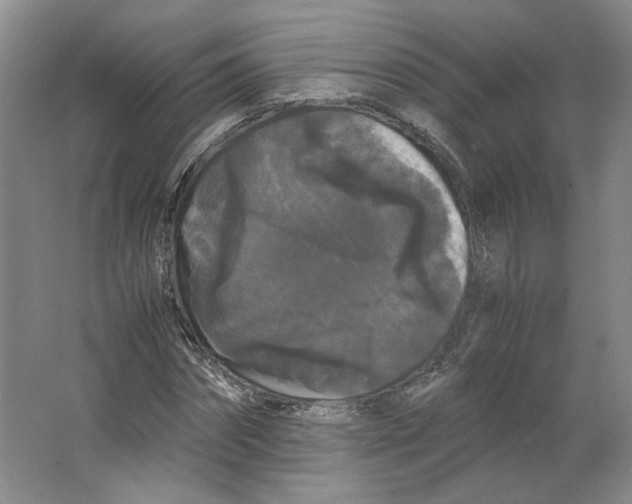 X0000063440874200602101619