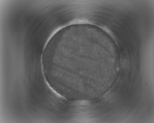 X0000063441382200602101611