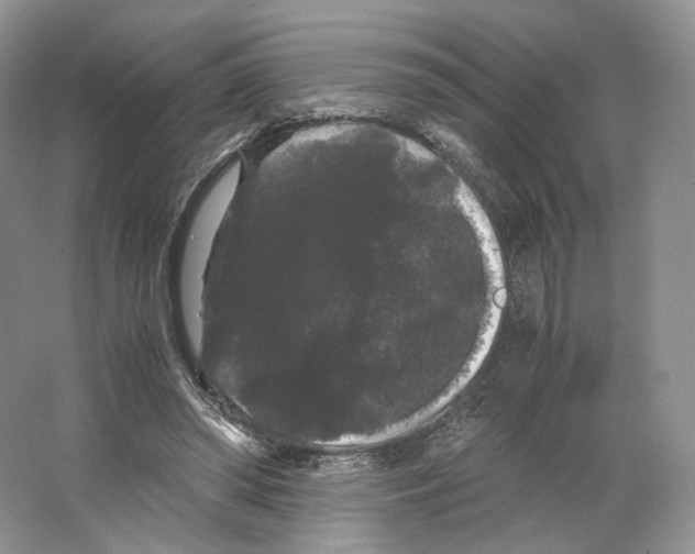 X0000063440398200602171836