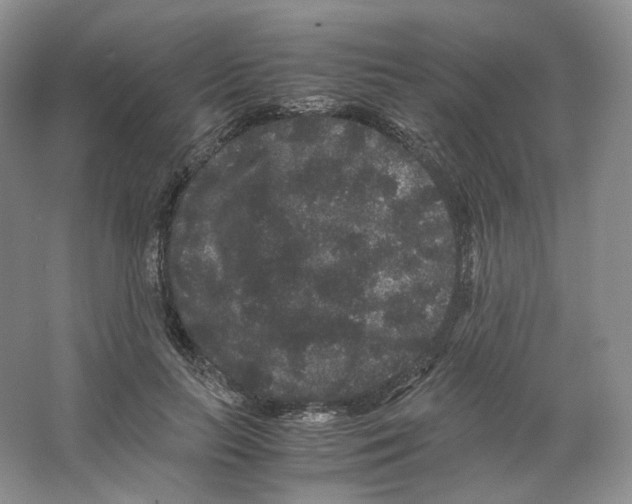 X0000063440647200602171831