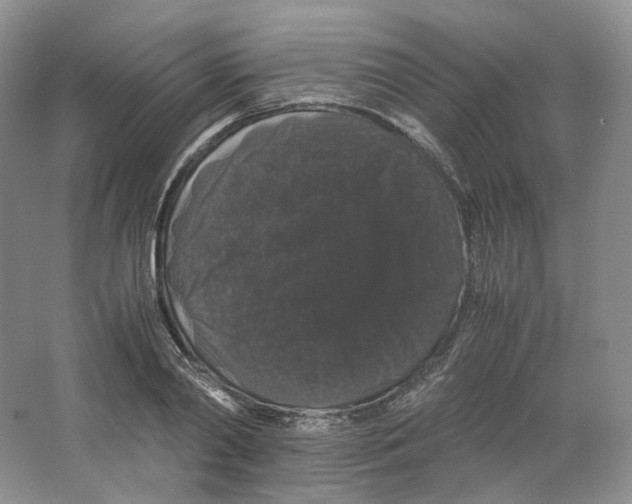X0000063440790200602171829