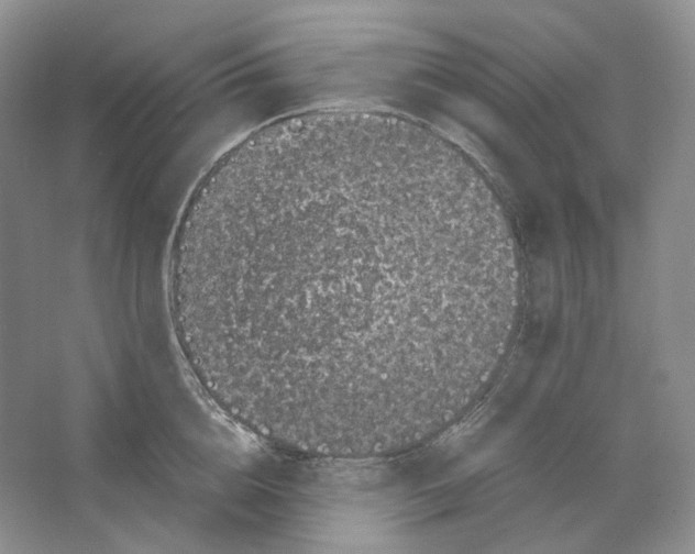 X0000063440856200602171828