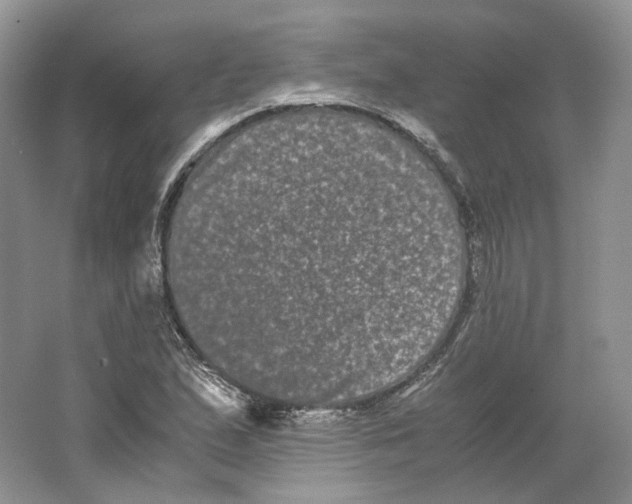 X0000063441167200602171822