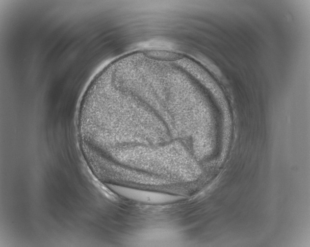 X0000063441248200602171821