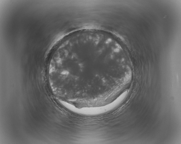 X0000063441263200602171820