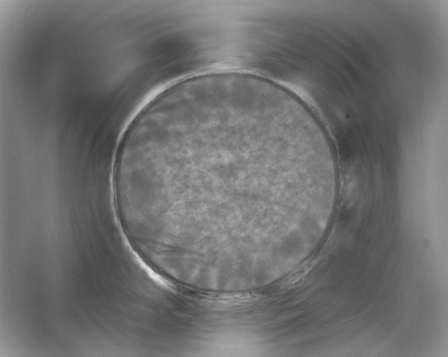 X0000063441294200602171820