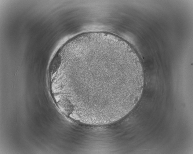 X0000063441472200602171817