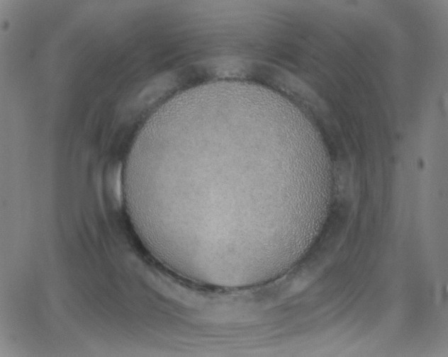 X0000063450028200601201232