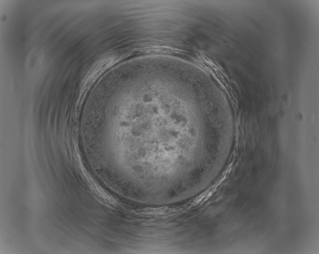 X0000063450049200601201231