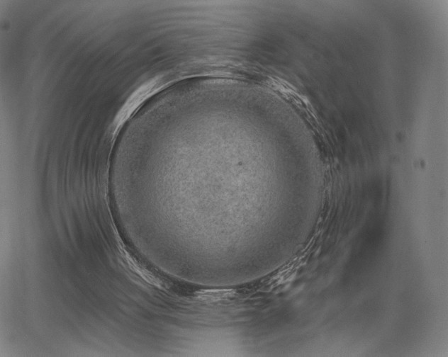 X0000063450051200601201231