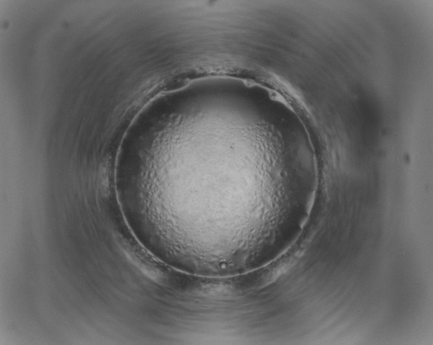 X0000063450065200601201231