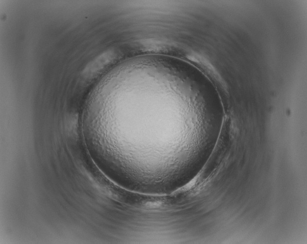 X0000063450066200601201231