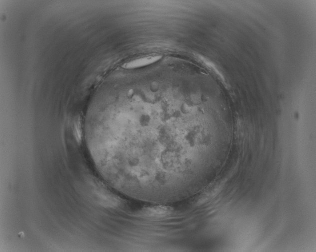 X0000063450069200601201231