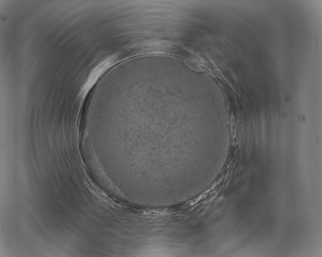 X0000063450099200601201231