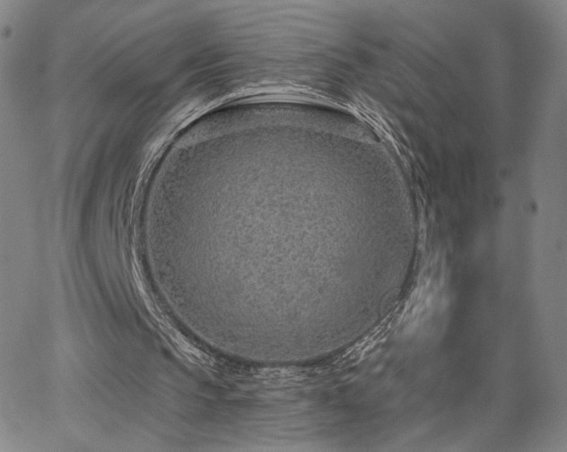 X0000063450145200601201229