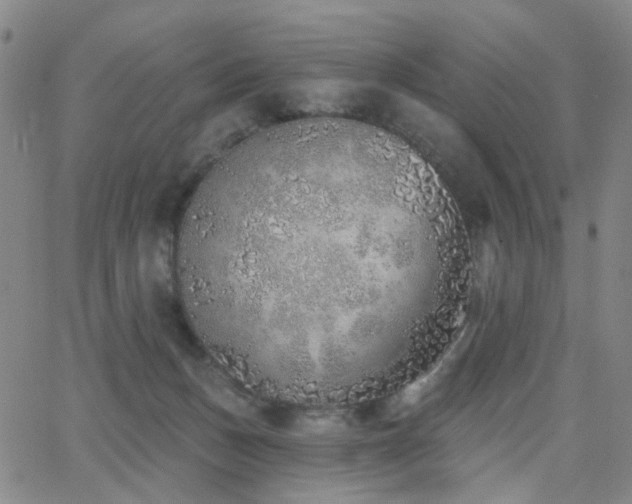 X0000063450175200601201229