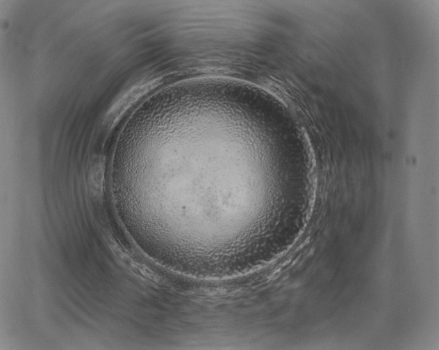 X0000063450194200601201229