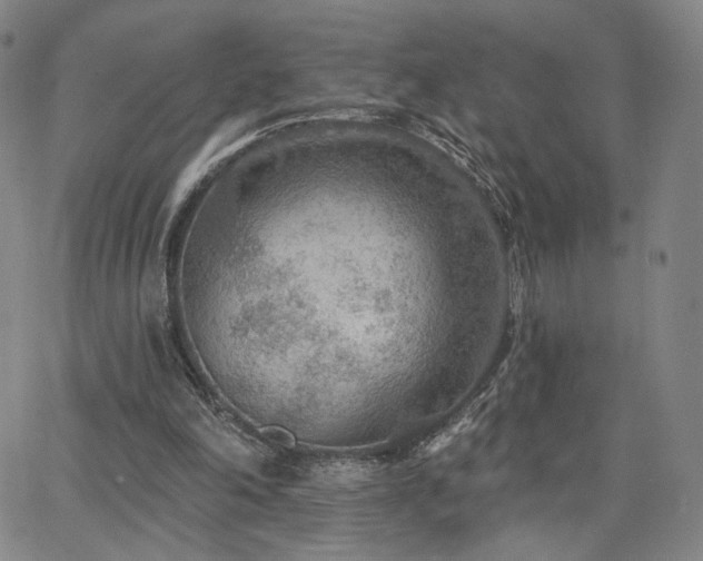 X0000063450198200601201229