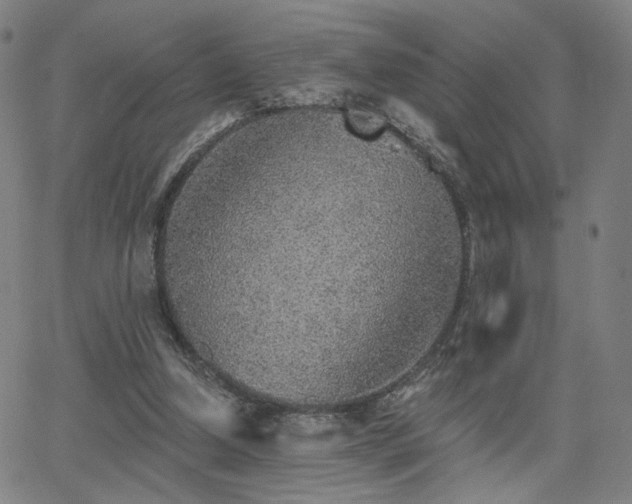 X0000063450250200601201228