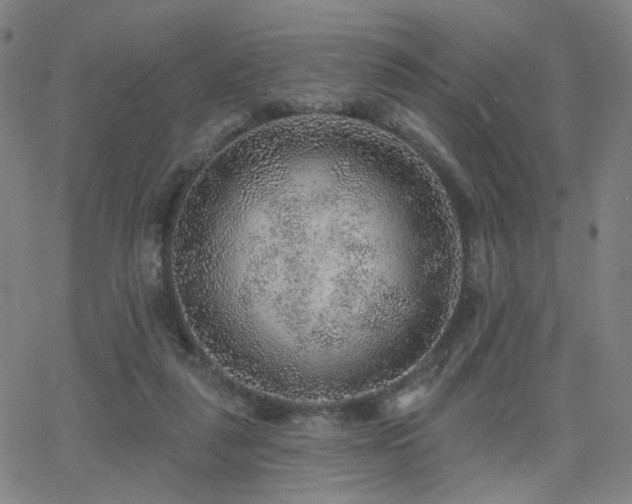 X0000063450259200601201228