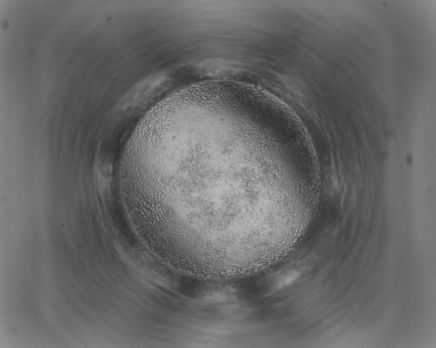 X0000063450263200601201228